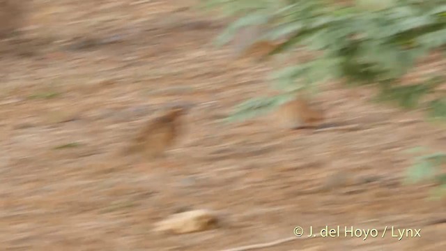 Rock Bush-Quail - ML201399381