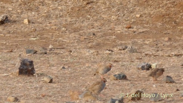 Rock Bush-Quail - ML201399391