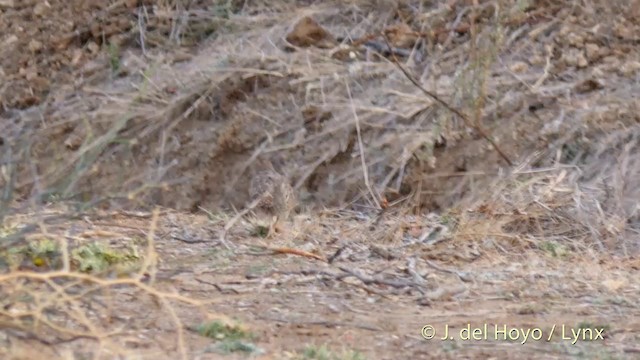 Rock Bush-Quail - ML201399401