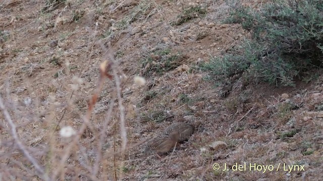 Rock Bush-Quail - ML201399411