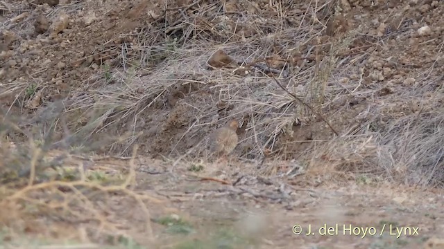 Rock Bush-Quail - ML201399421