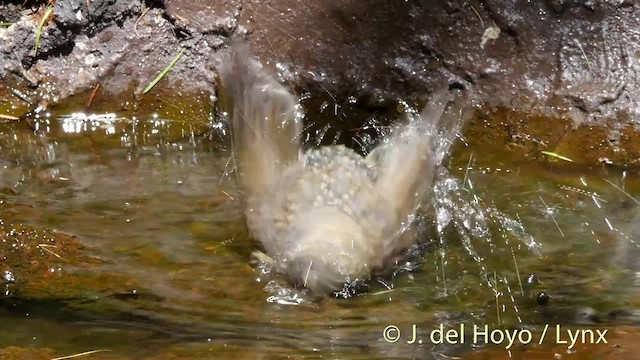 Ruiseñor Coliazul - ML201399441