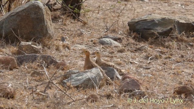 Chestnut-bellied Sandgrouse - ML201399491