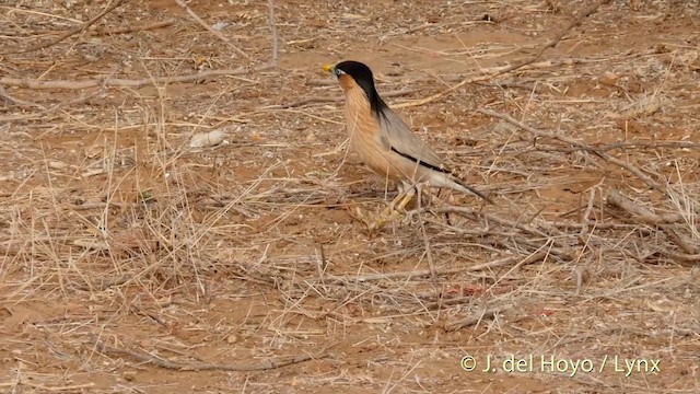 Brahminy Starling - ML201399531