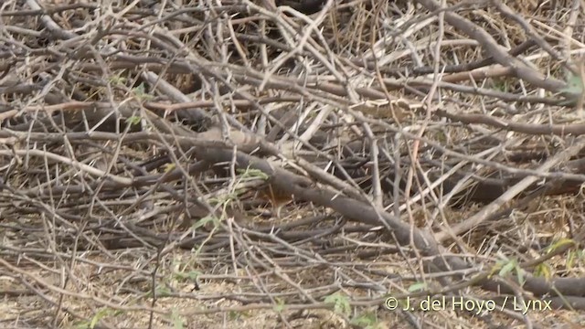 Barred Buttonquail - ML201399541