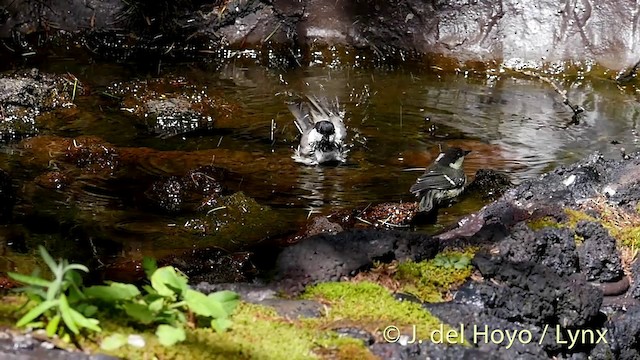 コガラ（montanus グループ） - ML201399611