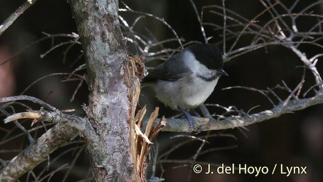 Willow Tit (Willow) - ML201399621