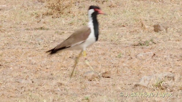 Red-wattled Lapwing - ML201399681