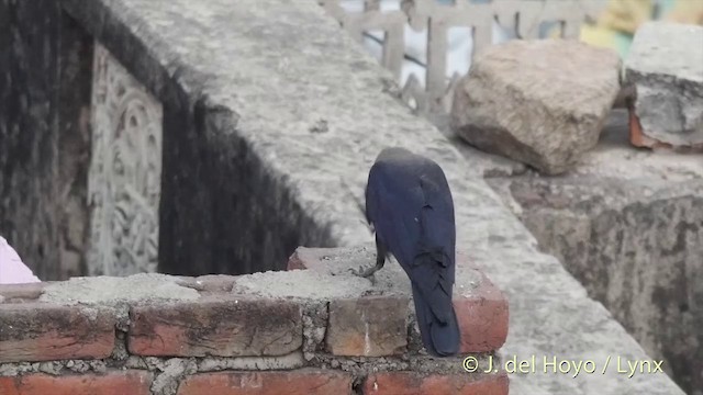 House Crow - ML201399741