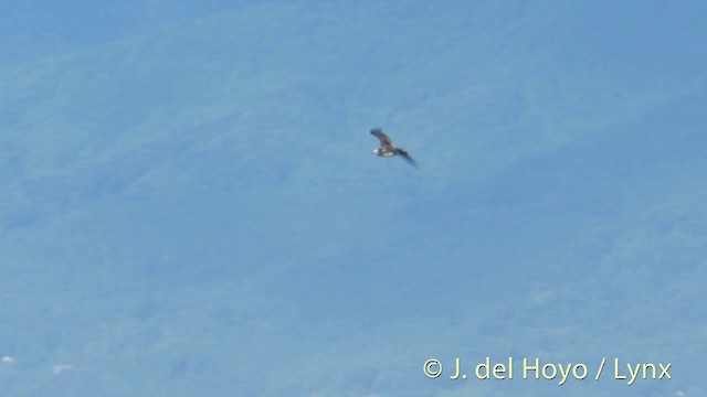 Чернохвостая чайка - ML201399761