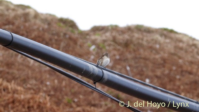 Twite - ML201399811