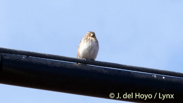 Twite - ML201399841