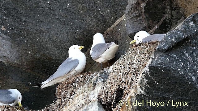 Black-legged Kittiwake (tridactyla) - ML201400101