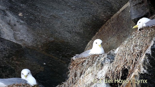 Black-legged Kittiwake (tridactyla) - ML201400111