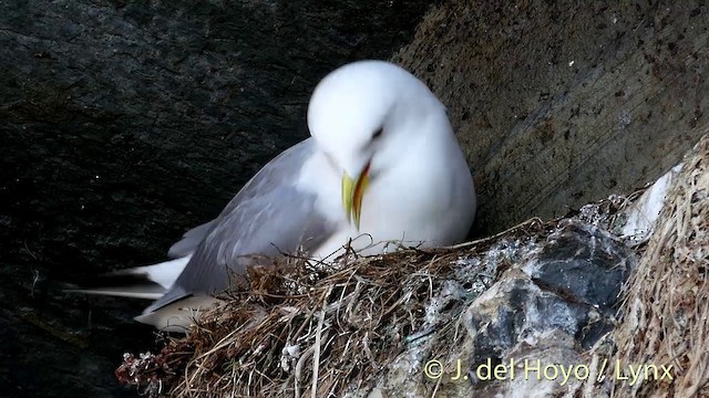 Black-legged Kittiwake (tridactyla) - ML201400131