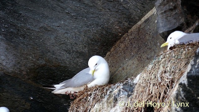 Black-legged Kittiwake (tridactyla) - ML201400141