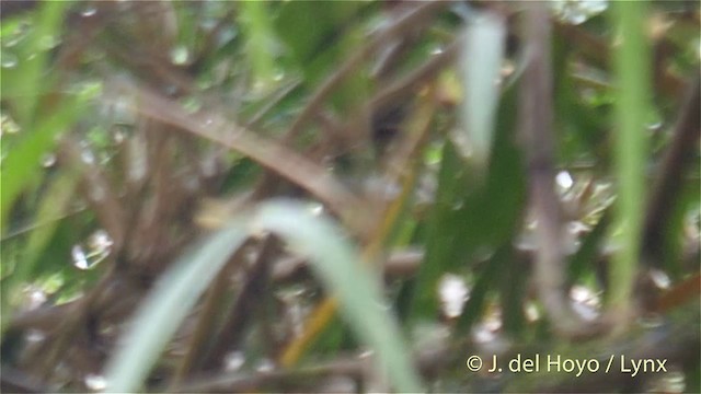 White-banded Tyrannulet - ML201400231