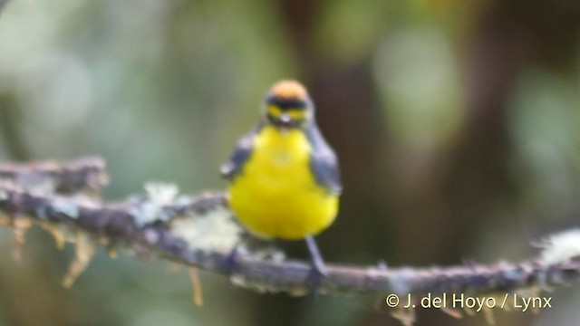 Candelita de Anteojos - ML201400241