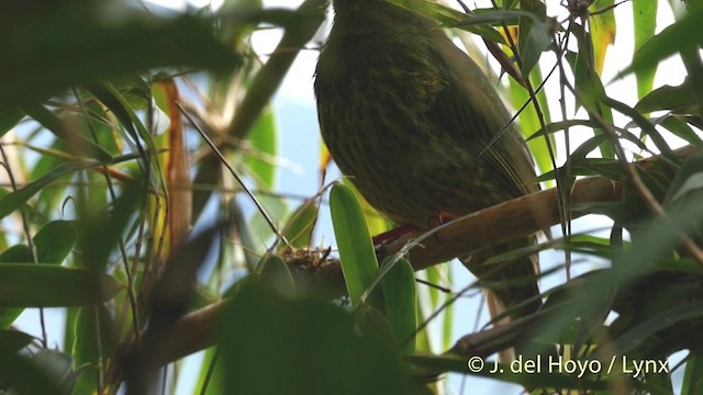 Cotinga vert et noir (groupe riefferii) - ML201400261
