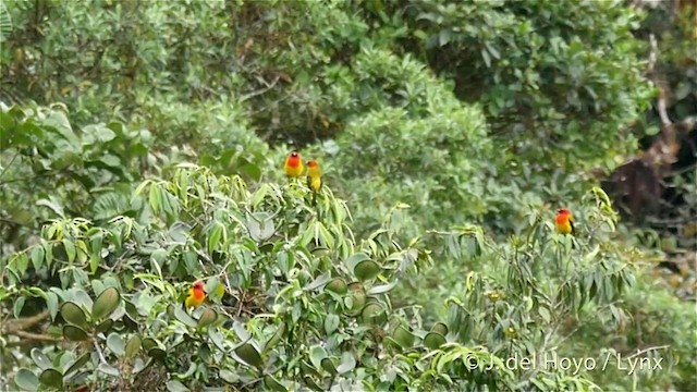 Red-hooded Tanager - ML201400281