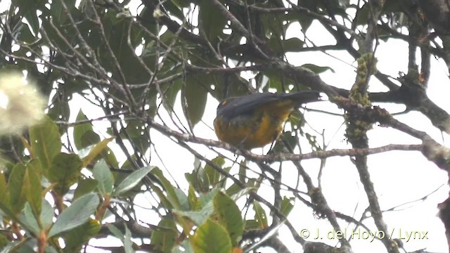 Tangara larmoyant (groupe palpebrosus) - ML201400321