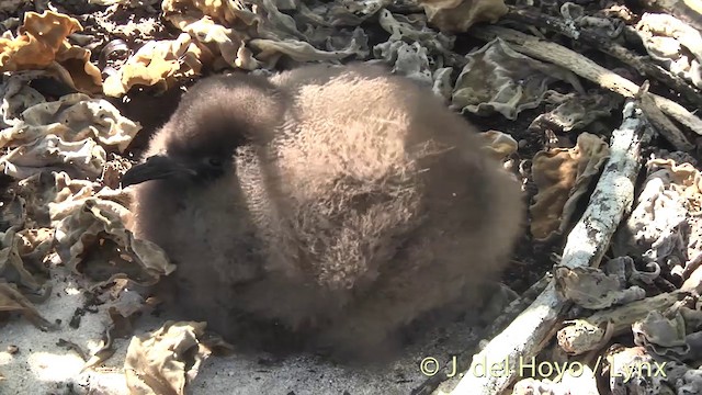 Murphy's Petrel - ML201400451