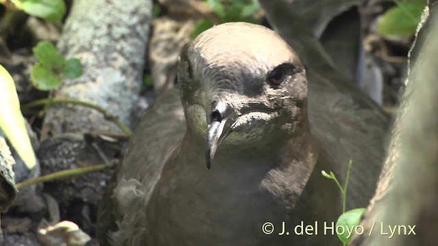 Murphy's Petrel - ML201400461