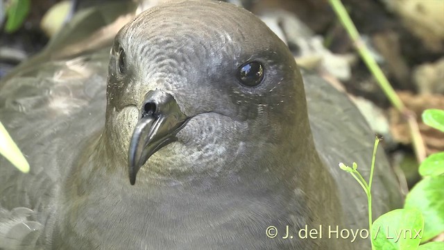 Murphy's Petrel - ML201400471