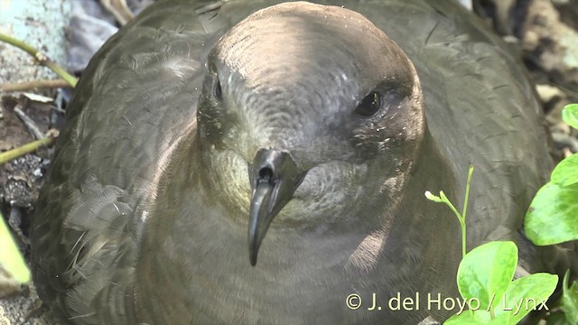 Murphy's Petrel - ML201400481