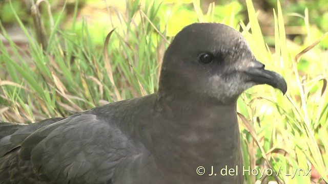 Murphy's Petrel - ML201400491