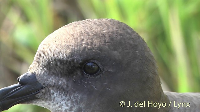 Murphy's Petrel - ML201400501