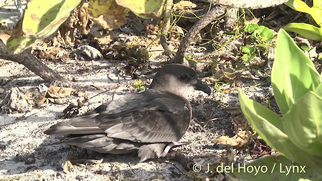 Murphy's Petrel - ML201400511