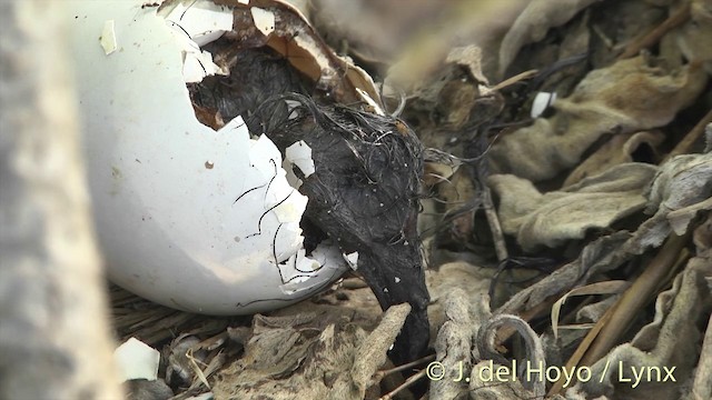 Murphy's Petrel - ML201400521