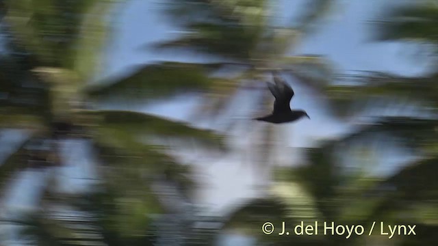 Murphy's Petrel - ML201400531