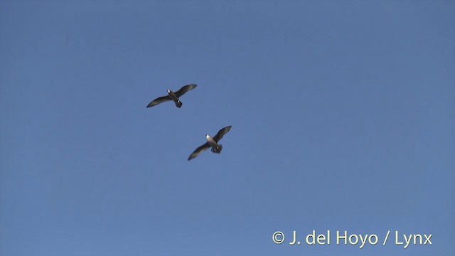 Murphy's Petrel - ML201400541