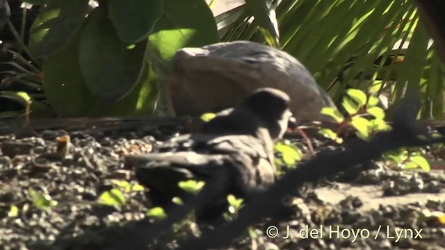 Murphy's Petrel - ML201400551