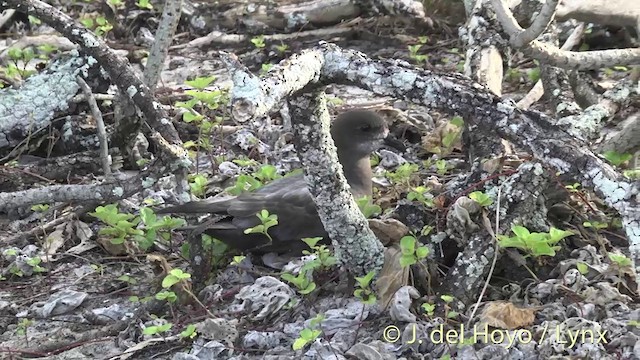 Murphy's Petrel - ML201400571