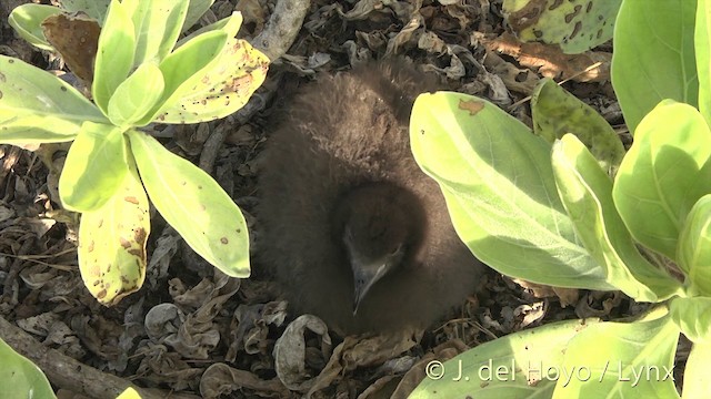 Murphy's Petrel - ML201400581