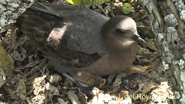 Murphy's Petrel - ML201400591