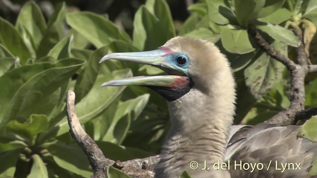 Red-footed Booby - ML201400621