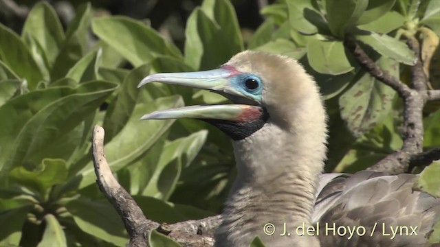 Red-footed Booby - ML201400621