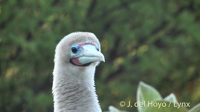 Red-footed Booby - ML201400681