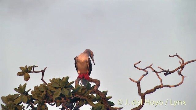 紅腳鰹鳥 - ML201400691