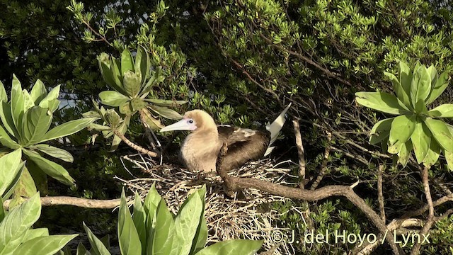 Red-footed Booby - ML201400701