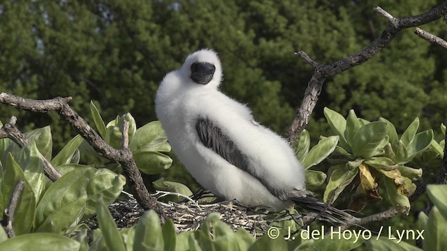 紅腳鰹鳥 - ML201400711