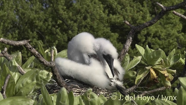 Red-footed Booby - ML201400721