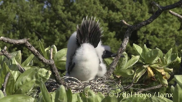 Red-footed Booby - ML201400741