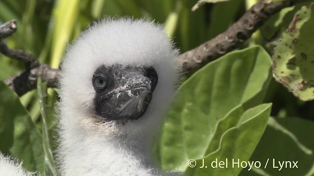 Red-footed Booby - ML201400751