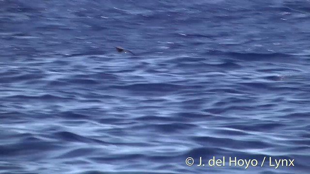 Puffin à menton blanc - ML201400811