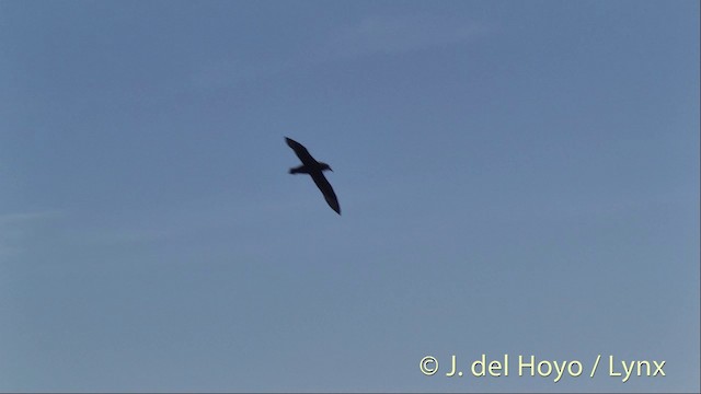 White-chinned Petrel - ML201400821